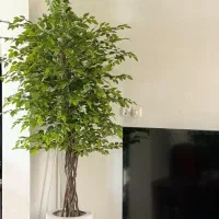 استخدام کارمند خانم اتباع