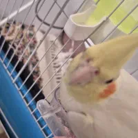 عروس هلندی|پرنده|روانسر, |دیوار