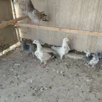 ۱۱عدد کبوتر مسافتی و تهرانی|پرنده|تهران, سعیدآباد|دیوار