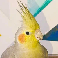 عروس هلندی ماده آماده آماده