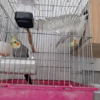 عروس هلندی مولد