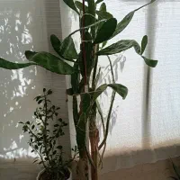 سه عدد گل|گل و گیاه طبیعی|افشار, |دیوار