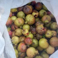 انار ترش درجه یک قرمز مقدارزیادسفارش بالا 100 کیلو