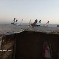 کفتر بوم|پرنده|چناران, |دیوار