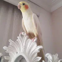 عروس هلندی فندق و پیکو رام و دستی|پرنده|اردبیل, |دیوار