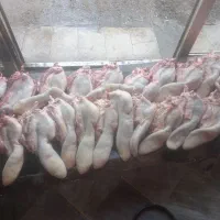 کله پاچه شیشک|خوردنی و آشامیدنی|تهران, صادقیه|دیوار