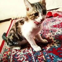 گربه