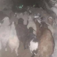 نیازمند چوپان برای بیابان