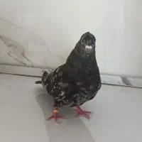 کبوتر سرور نر|پرنده|شاهین دژ, |دیوار