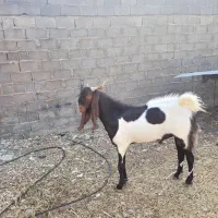 پازن