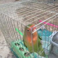 پرنده