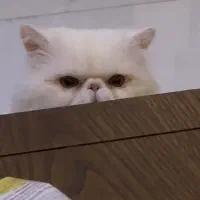 گربه پرشین سفید سوپرفلت