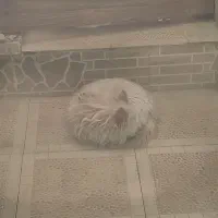 نژاد شیتزو ریر