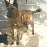 سگ مالینویز
