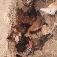 مرغ تخم گذار محلی و جوجه خروس محلی|حیوانات مزرعه|لار, |دیوار