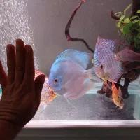 ۵ تا دیسکس|ماهی|مشهد, شهید رضوی|دیوار