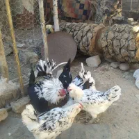 بوقلمون فیروزآباد|حیوانات مزرعه|فیروزآباد (فارس), |دیوار