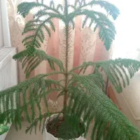 کاج مطبق
