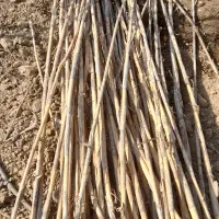 نی خشک یک ساله|خدمات باغبانی و درختکاری|فراغی, |دیوار