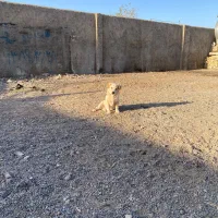 سگ پاکوتاه