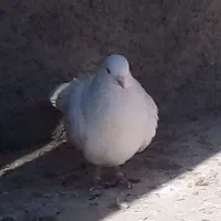 کبوتر‌پرشی