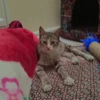 واگذاری گربه نر|گربه|تبریز, |دیوار