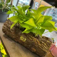 فروشنده دستفروشی|استخدام بازاریابی و فروش|رشت, بازار|دیوار