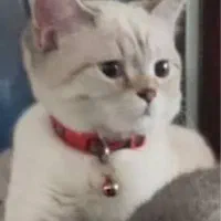 گمشده