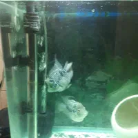 ماهی فلاورباکس کامفاسلام|ماهی|تهران, جوادیه|دیوار