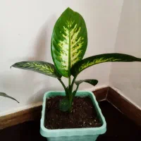 گل دیفن باخیا