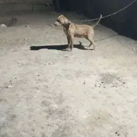 توله سگ پیتبول یک سال|سگ|ارطه, |دیوار