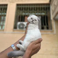 بچه بریتیش و اسکاتیش