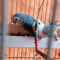طوطی|پرنده|اصفهان, شهرک ولیعصر|دیوار