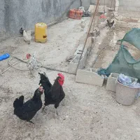 مرغ و خروس محلی