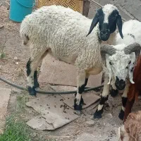 کاور ابستن دوقلوزا