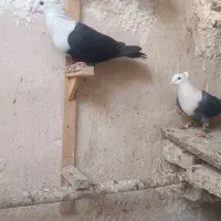 کبوتر‌رنگه‌‌کلاغ‌کربلایی‌‌ساده‌کاکولی‌هفت‌رنگ
