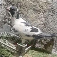 کبوتر ابلغ سبز نر