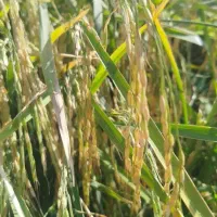 چلتوک|حراج|بروجرد, |دیوار