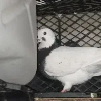 کبوتر|پرنده|دوگنبدان, |دیوار