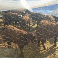 برماده افشار