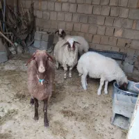 فروش بره چاق|حیوانات مزرعه|سیوان, |دیوار