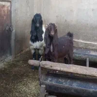 بز پاکستانی نر و ماده