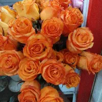 گل رز|گل و گیاه طبیعی|برازجان, |دیوار