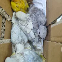 برزیلی سرلاکی
