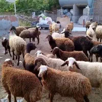 فروش گوسفنده زنده|حیوانات مزرعه|کرج, کلاک پایین|دیوار