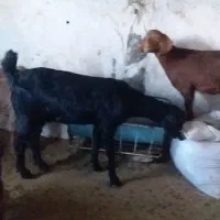 سلام سه بزغاله ماده بایک بز|حیوانات مزرعه|بیرجند, |دیوار