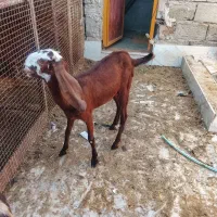 کتاچ و تروشت مالداری