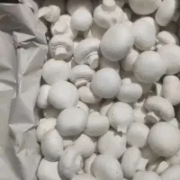 تولید و پخش قارچ خراکی