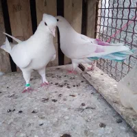 کفتر پرشی برفی