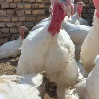 بوقلمون گوشتی سبک